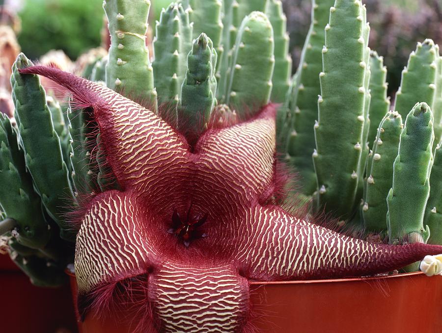 Carrion Flower (stapelia Sp.) Photograph by Vaughan Fleming - Fine Art ...