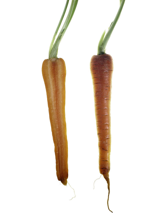 Carrot Photograph by Nathaniel Kolby Carrot Photograph by Nathaniel Kolby