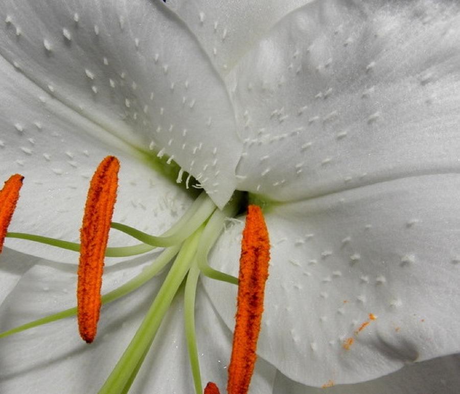 Casa Blanca Lily Photograph by Kim Galluzzo