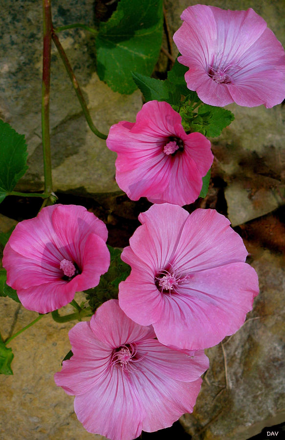 Cascade Pink Posy  Photograph by Debra     Vatalaro