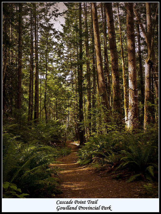 Tree Photograph - Cascade Point Trail by Dorothy Hilde
