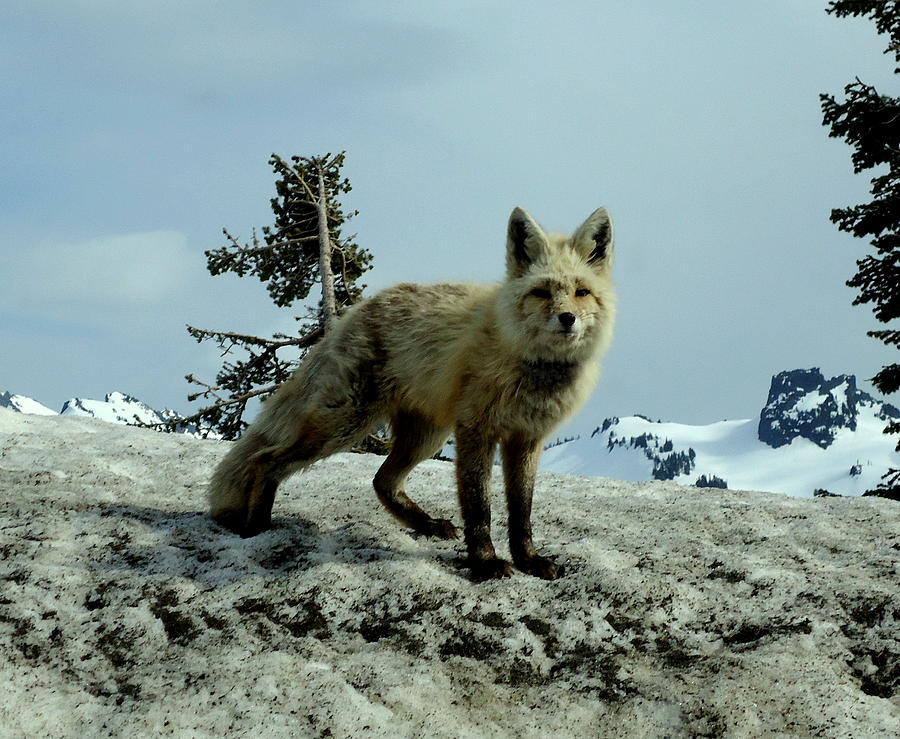 Cascade Red Fox 2 Photograph by Peter Mooyman