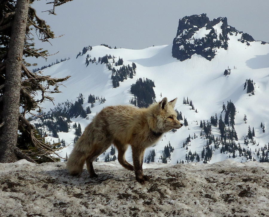 Cascade Red Fox 3 Photograph by Peter Mooyman