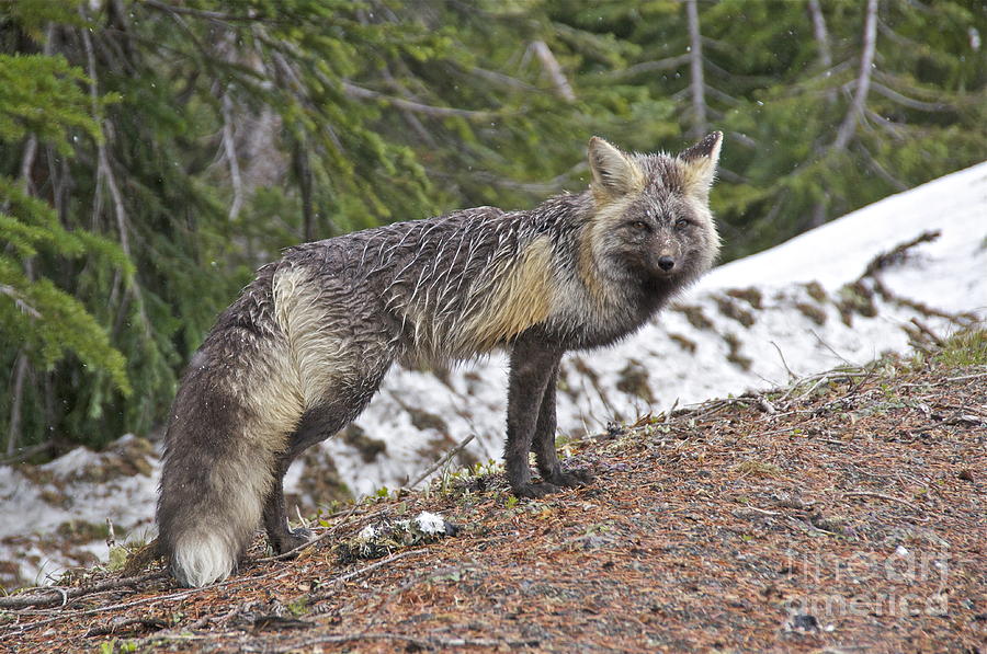 Cascade Red Fox Photograph