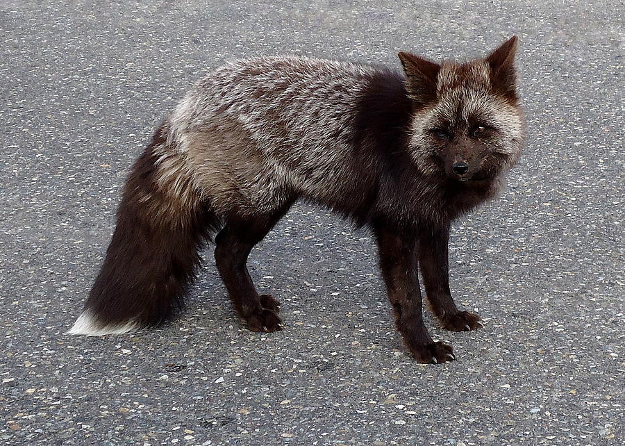 Cascade Red Fox -Silver Photograph by Peter Mooyman
