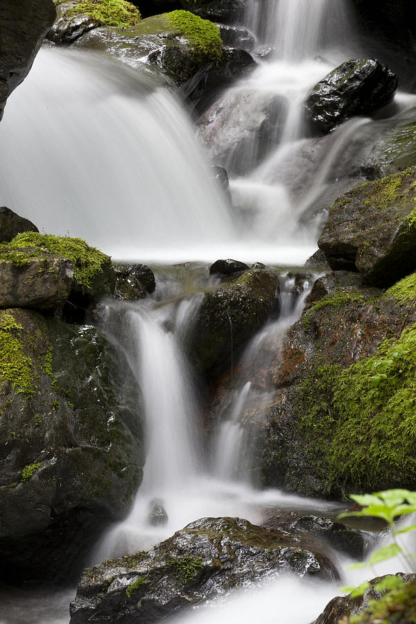 Cascading Creek In Temperate Rainforest Photograph by Matthias Breiter