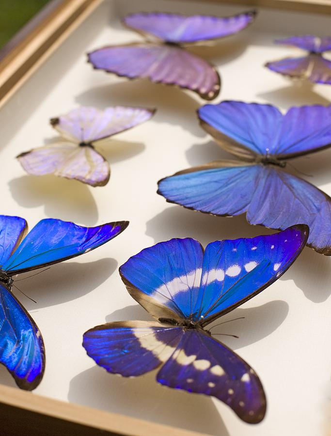 Case Of Blue Morpho Butterflies Photograph by Paul D Stewart