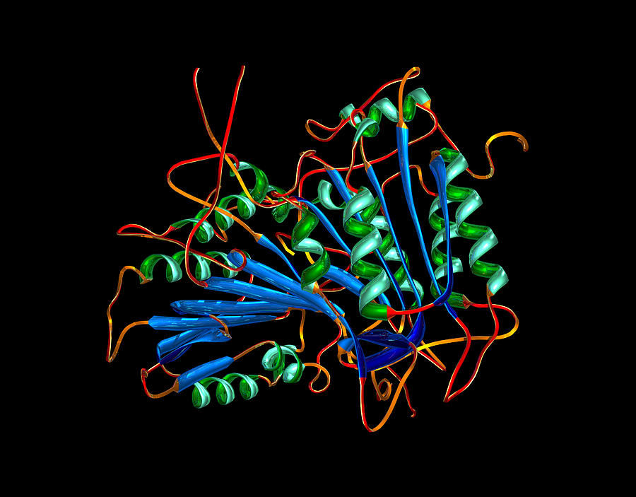Caspase 1 Molecule Photograph by Dr Mark J. Winter