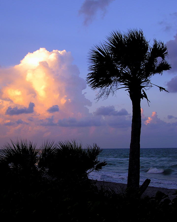 Beach Photograph - Casperson Beach sunrise with palm by John Myers