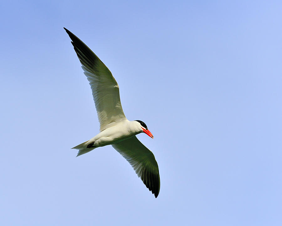 Caspian Tern Photograph By Tony Beck 