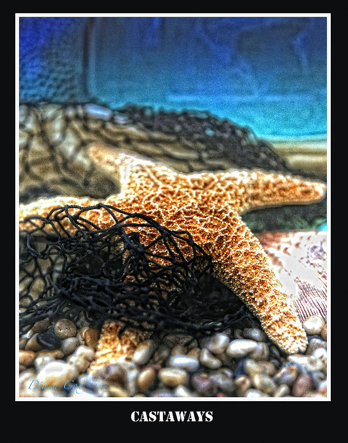 Sea Star Photograph - Castaways 02 by Diana Cox