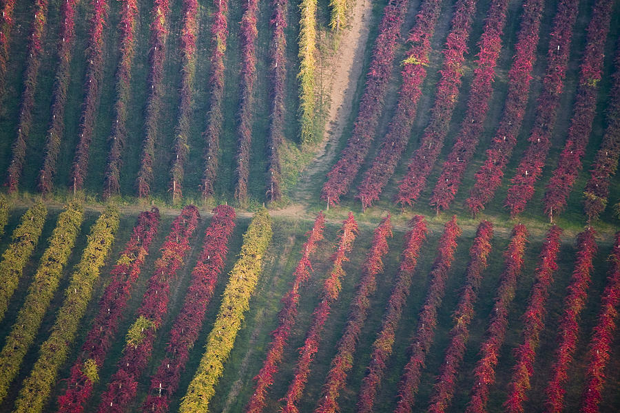 Castelvetro vineyards Photograph by Francesco Riccardo Iacomino