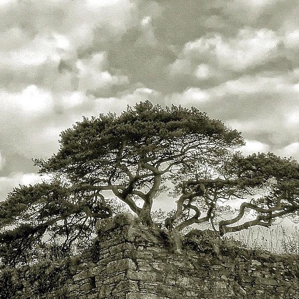 Castle Photograph - Castle Trees by Felice Willat
