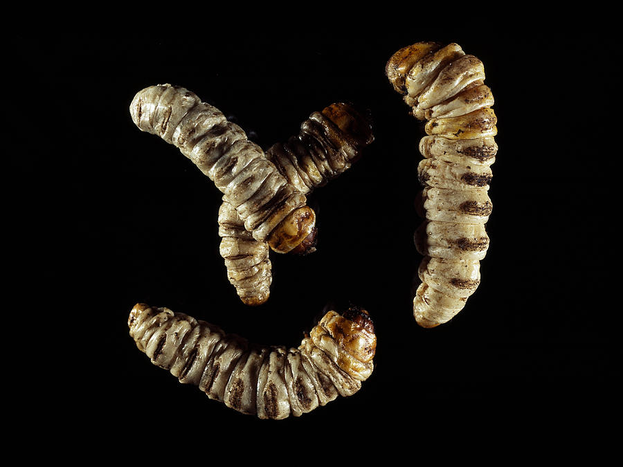 Castniid Moth Larvae Photograph By Volker Steger Pixels