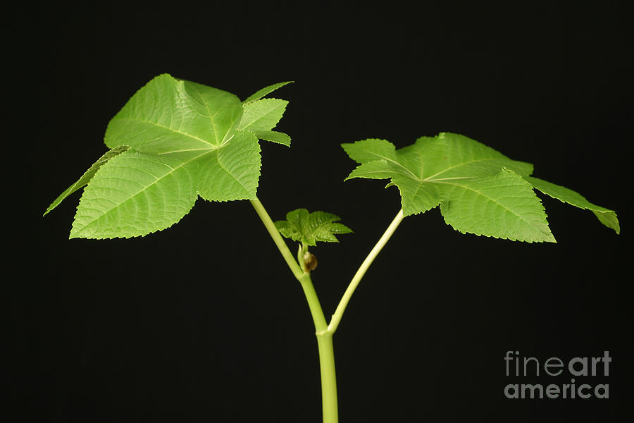Plant Photograph - Castor Bean Plant by Ted Kinsman