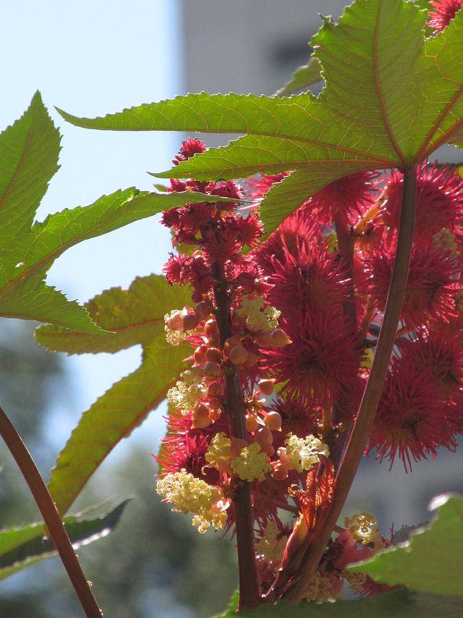 Castor Oil Plant Photograph by Alfred Ng