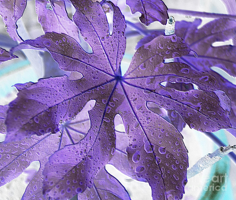 Castor Oil Plant Leaf Photograph by Sheila Laurens