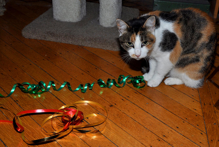 Cat and Christmas ribbon Photograph by Diane Lent