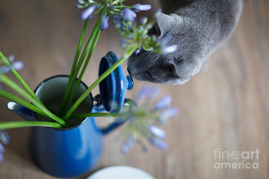Flower Photograph - Cat and Flowers by Nailia Schwarz