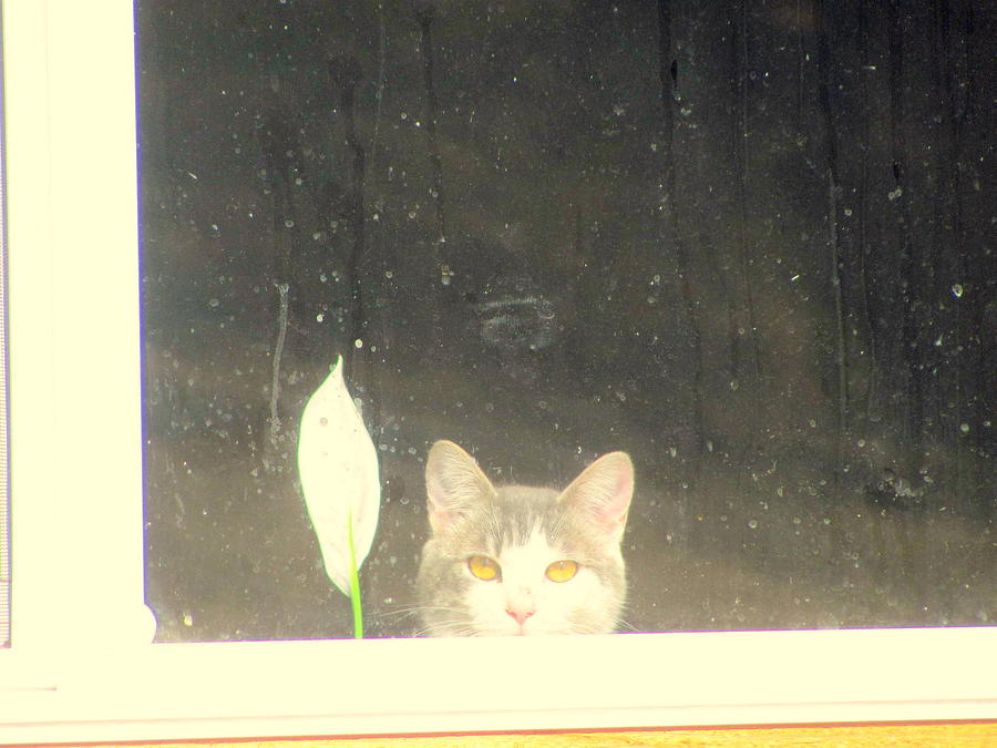 Cat Photograph - Cat and peace Lily in Window by Amy Bradley Cat Photograph - Cat and peace Lily in Window by Amy Bradley