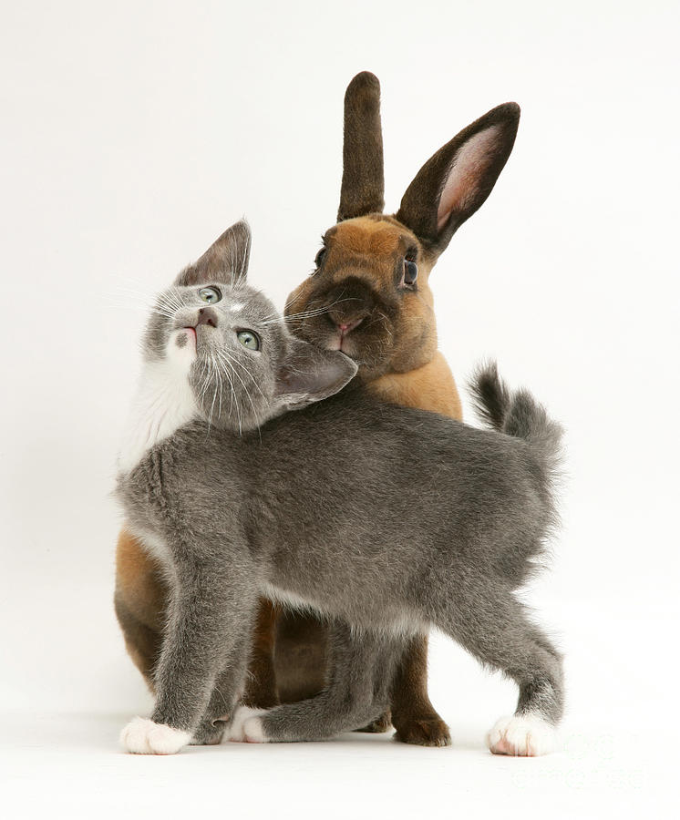 Cat And Rabbit Photograph by Jane Burton