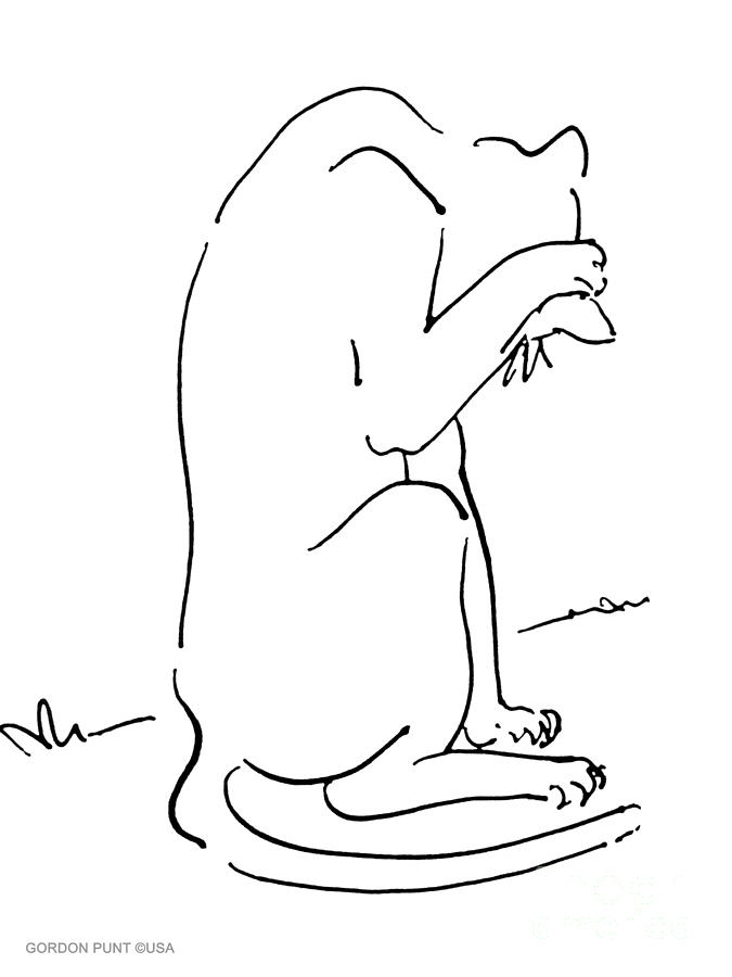 Cat-Art-Siamese-3 Drawing by Gordon Punt