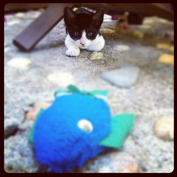 Fish Photograph - #cat #babycat #fish #instagram by Avatar Pics