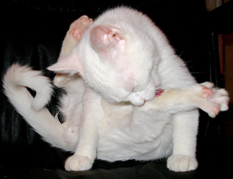 jelly cat ballet