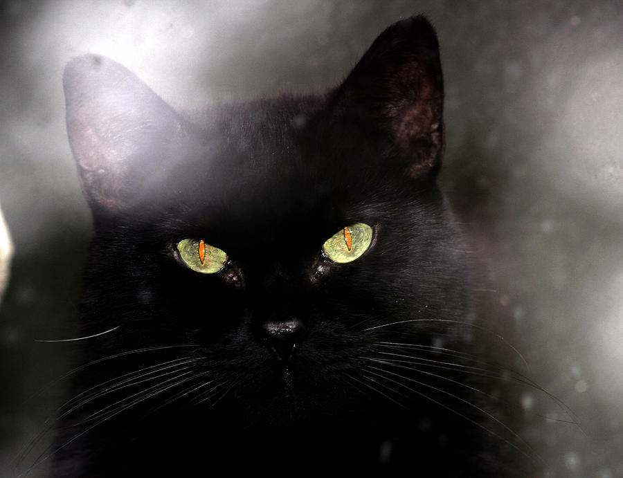 Cat Behind A Rain Spattered Window Photograph by Marie Jamieson