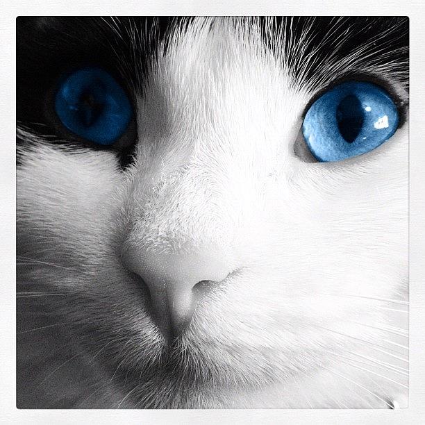 Cat Photograph - Cat blue eyes by Rachel Williams