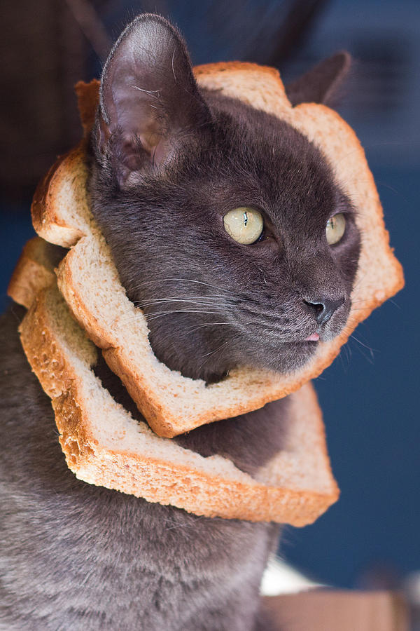 Можно котам хлеб. Кот хлеб. Коты в хлебе. Кот в хлебушке. Бутерброд кошка.