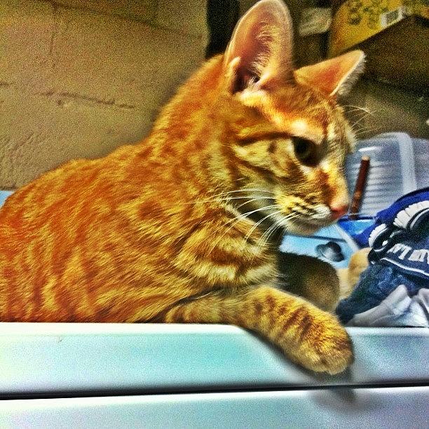 Animal Photograph - #cat #catlovers #tabby #orange #stripes by Matthew Loving