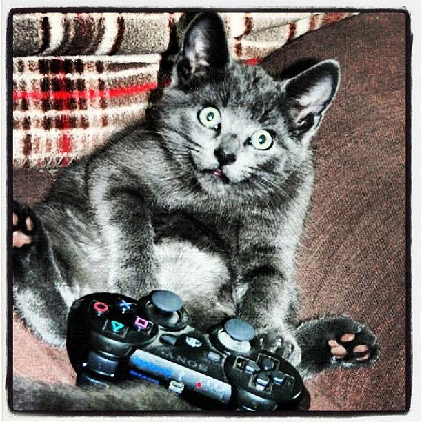 Cat Photograph - #cat #cats #playstation by Aaron Smith