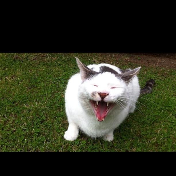 Cat Photograph - #cat #cats #yawning #yawningcat by Ashley Grant
