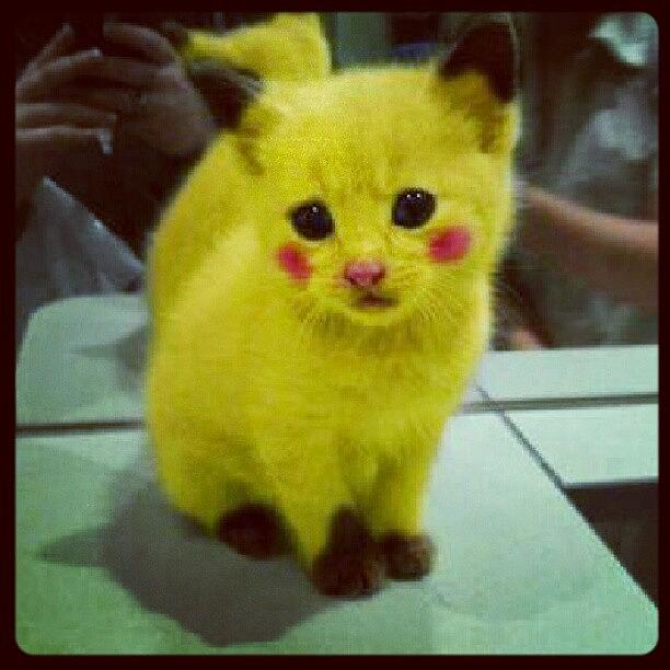 Cat Dressed As Pikachu Is Charming As Heck - I Can Has Cheezburger?