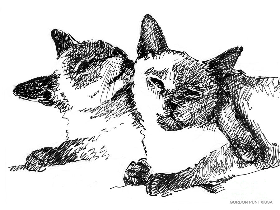 Cat-Drawings-Siamese-2 Drawing by Gordon Punt