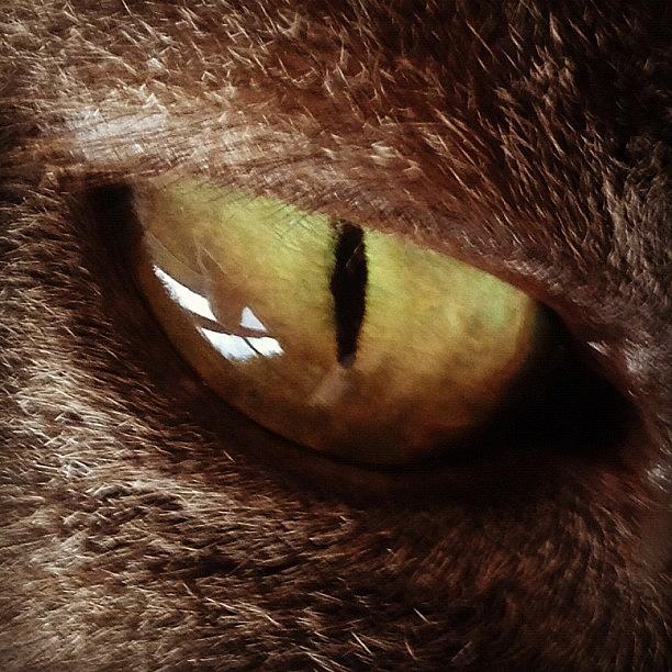 Cat Photograph - Cat Eye by Cameron Bentley
