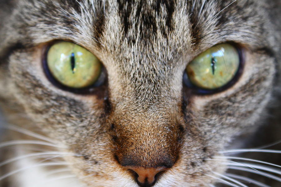 Cat eyes Photograph by Catie Canetti