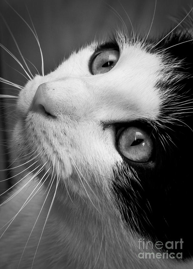 Cat Photograph - Cat eyes by Cheryl Baxter
