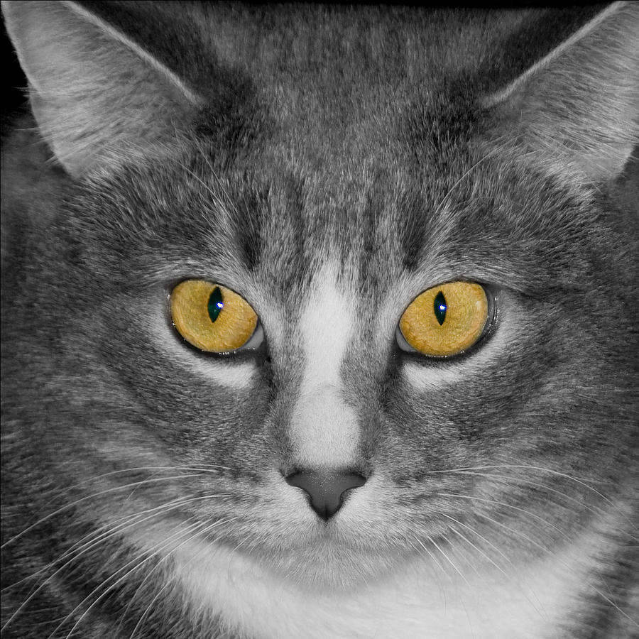 Cat Eyes Photograph by Cindy Haggerty