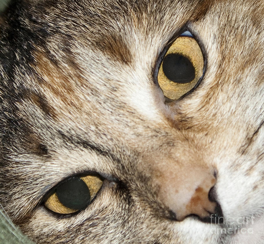 Animal Photograph - Cat Eyes Close Up by Michael Waters