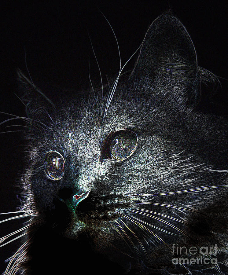 Abstract Photograph - Cat Eyes by Denise Oldridge
