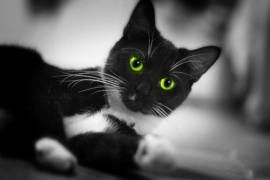 Cat Eyes Photograph by Gray  Artus
