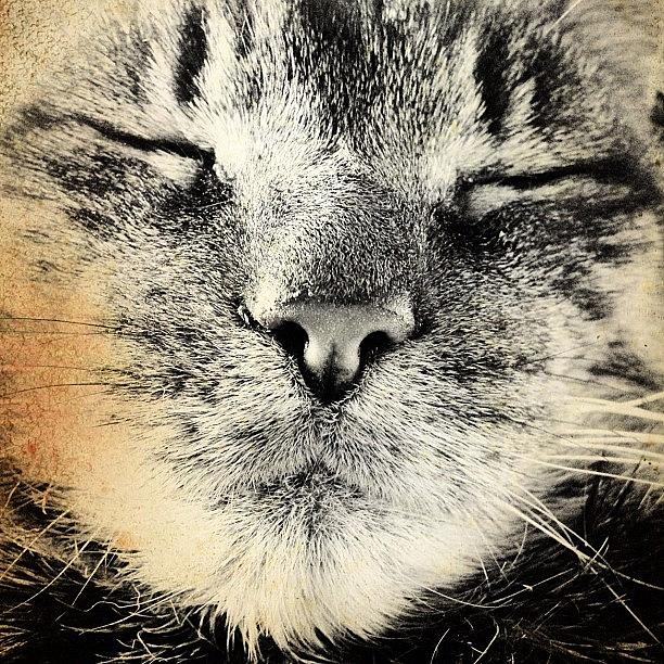 Black And White Photograph - Cat Face by Claudia Schieve