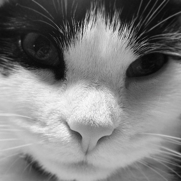 Cat Photograph - Cat face shot by Rachel Williams