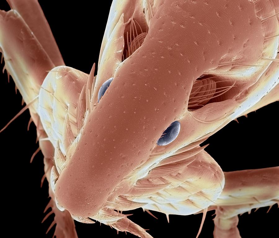 Cat Flea Sem Photograph By Steve Gschmeissner Pixels