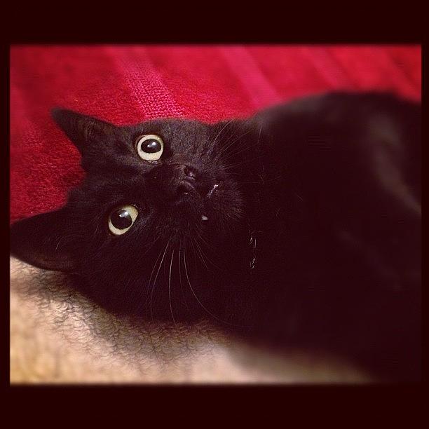 Cat Photograph - #cat #funny #black #tooth #eyes #cute by Ashley Cornish