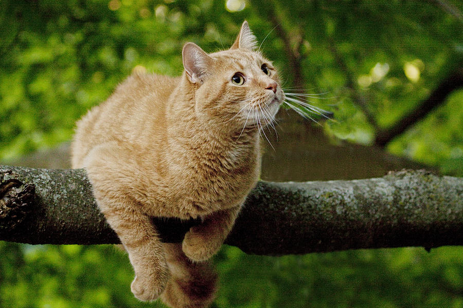  Cat  hanging on a Limb Photograph by Randall Nyhof