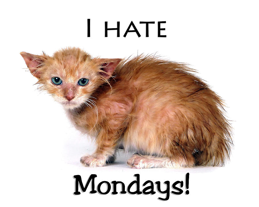 Cat Hates Monday Photograph by Joe Myeress