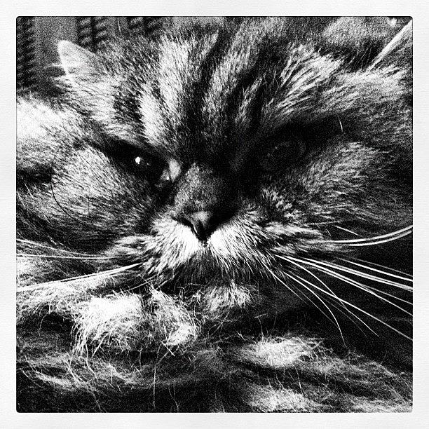 Cat Photograph - #cat #himalayan #fluffy #angry #fatcat by A Loving